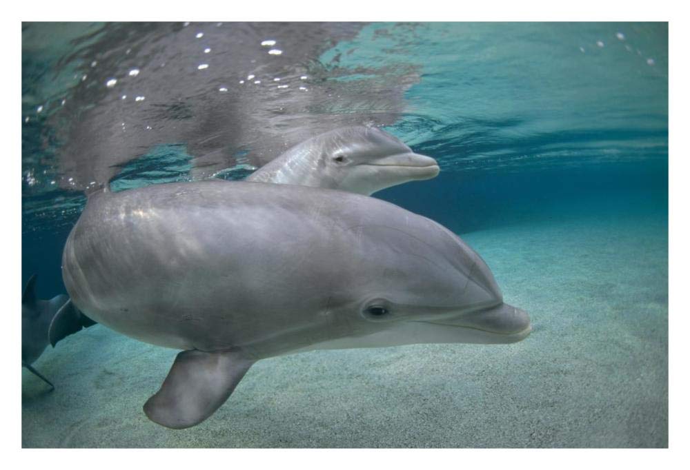 Bottlenose Dolphin, Hawaii-Paper Art-32x22”