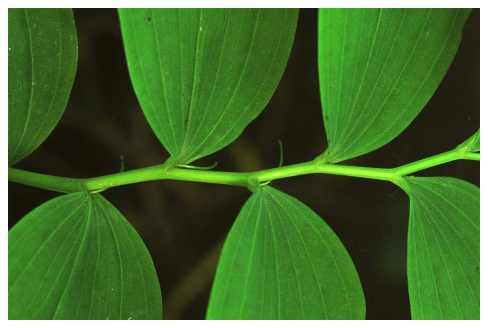 Eurasian Solomons Seal detail of leaves, medicinal plant, Europe-Paper Art-62x42”