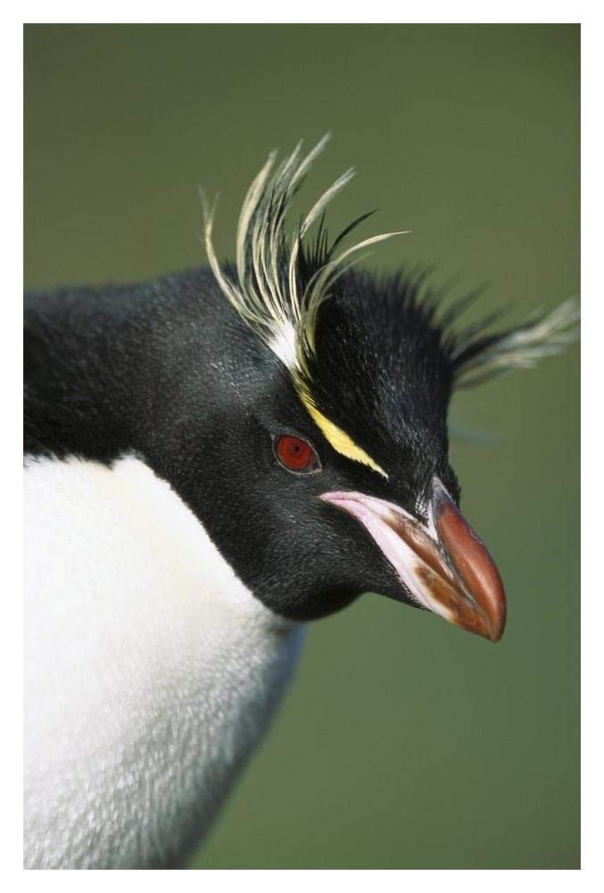 Rockhopper Penguin portrait, Penguin Bay, Campbell Island, New Zealand-Paper Art-14x20”