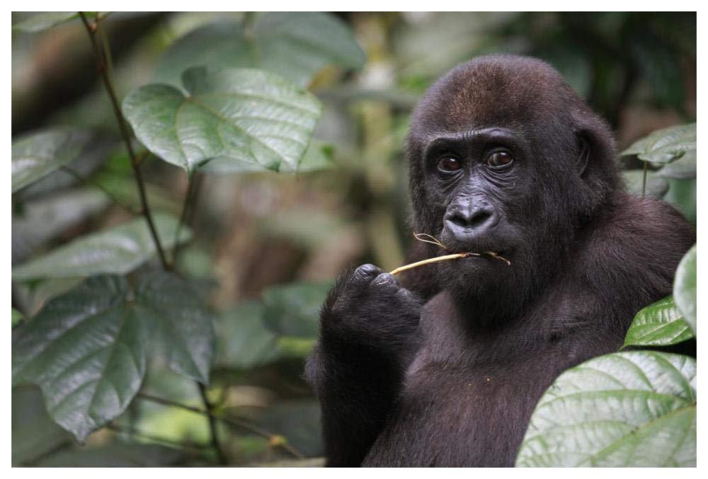 Gorilla Feeding-Paper Art-62x42”