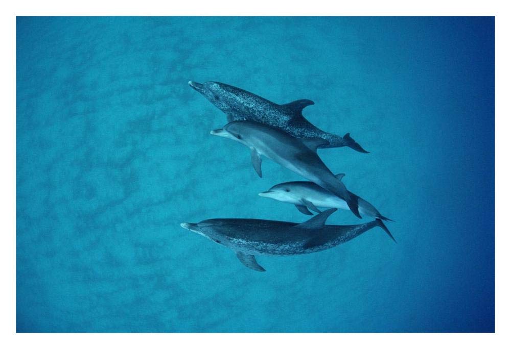 Atlantic Spotted Dolphin underwater group of adults and juveniles, Bahamas-Paper Art-32x22”