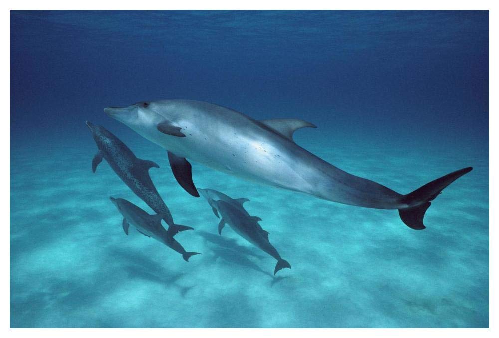 Atlantic Spotted Dolphin pod swimming underwater, Bahamas-Paper Art-50x34”
