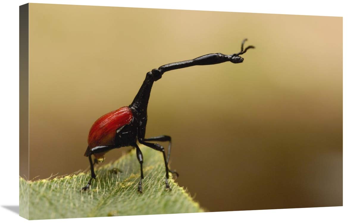 Giraffe Weevil, Analamazoatra Special Reserve or Perinet, Madagascar-Canvas Art-30x20”