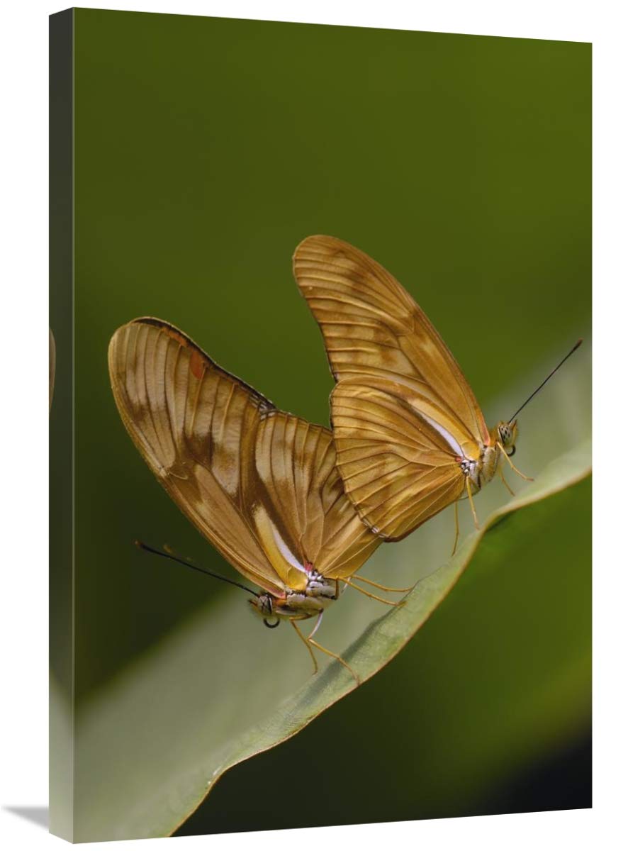 Julia Butterfly pair mating, Mindo Butterfly Farm, Cloud Forest, Ecuador-Canvas Art-20x30”