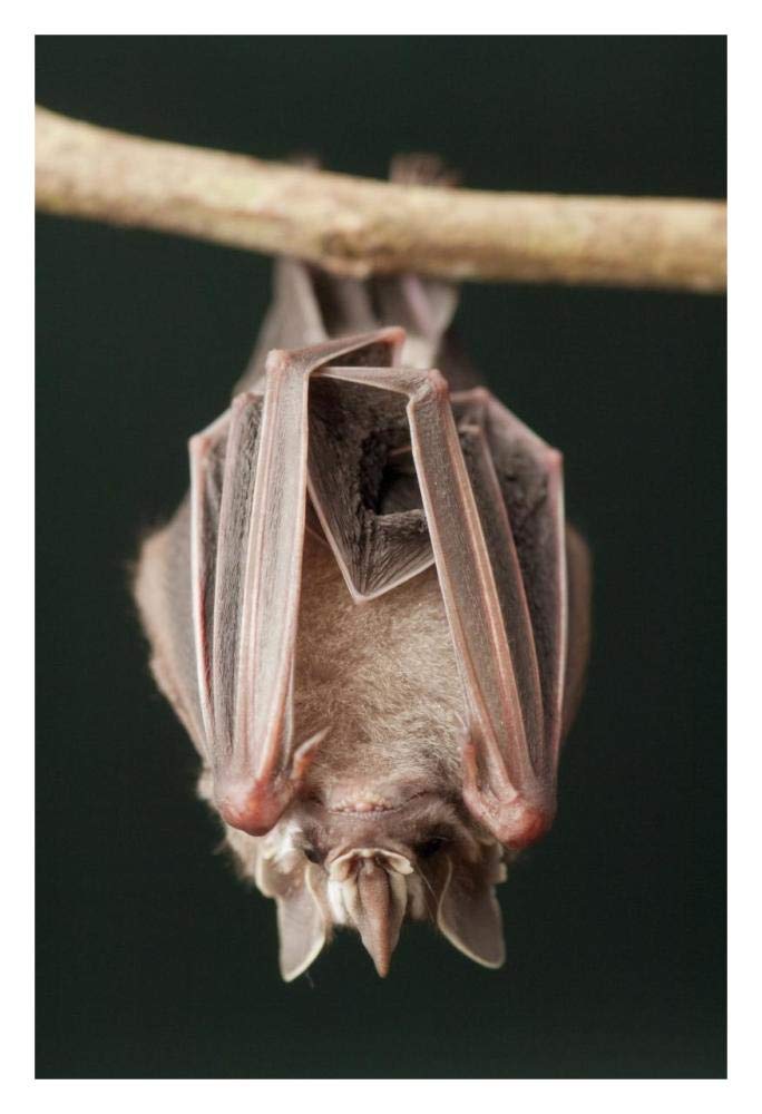 Leaf-nosed Bat, Amazon, Ecuador-Paper Art-22x32”