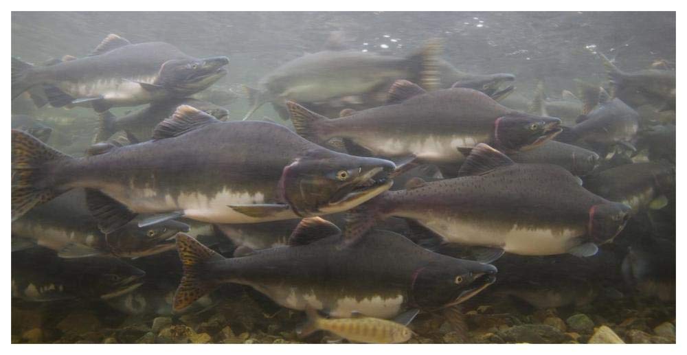 Pink Salmon swimming during migration, Indian River, Sitka, Alaska-Paper Art-62x32”