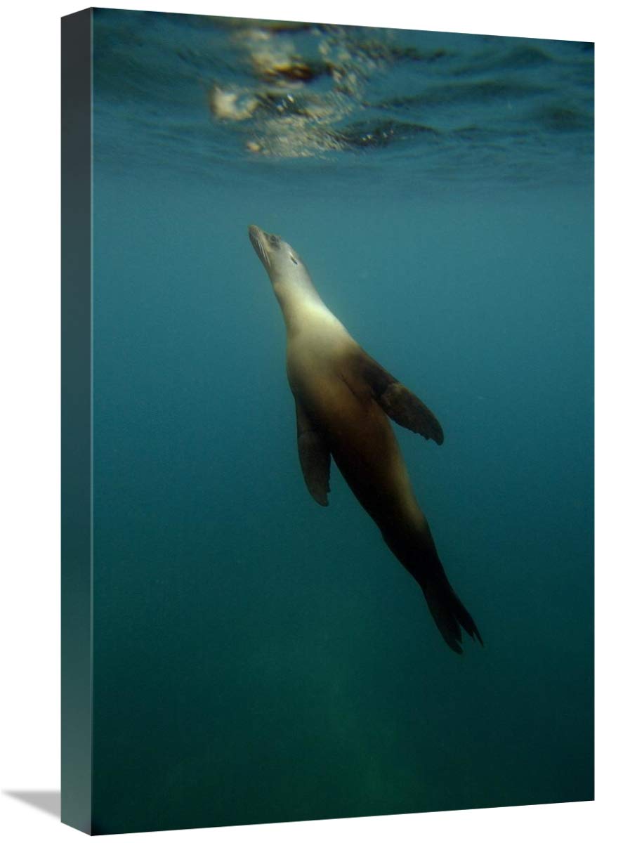 Galapagos Sea Lion underwater off of Santiago Island, Galapagos Islands, Ecuador-Canvas Art-16x24”