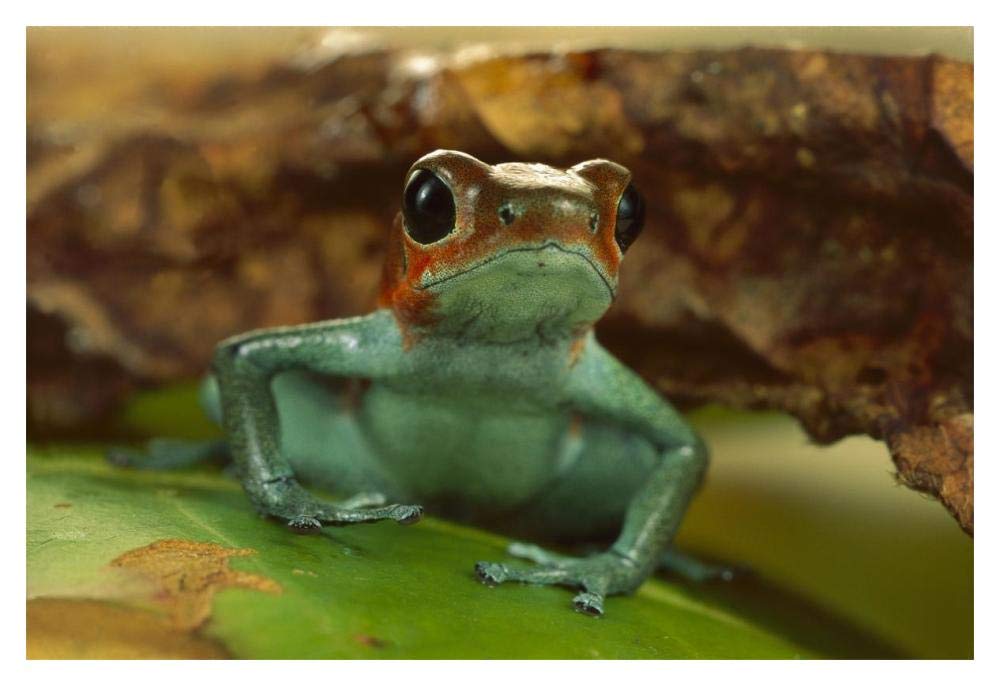 Strawberry Poison Dart Frog portrait, Mali-Paper Art-20x14”