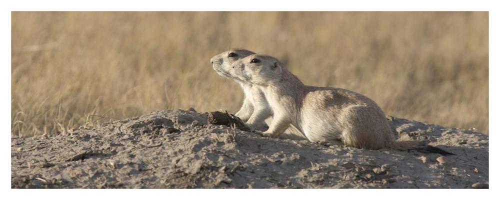 Prairie Dog pair, Grasslands National Park, Saskatchewan, Canada-Paper Art-46x18.3”