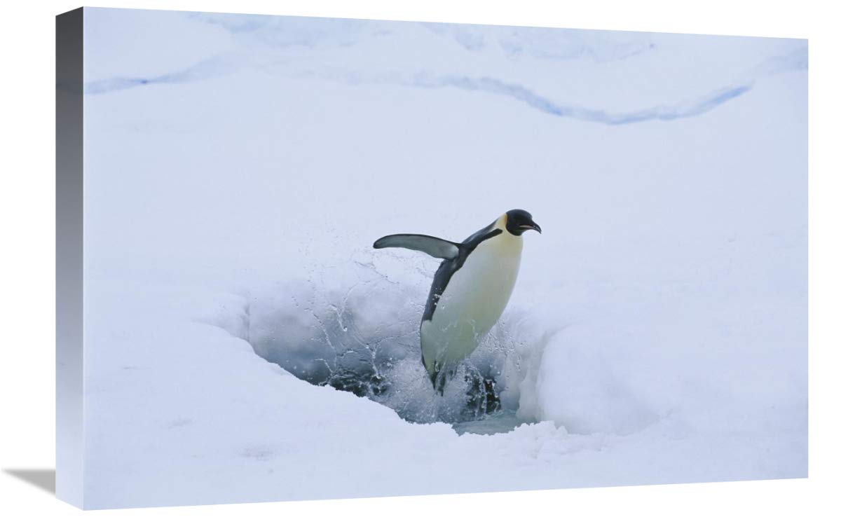 Emperor Penguin leaping from seal breathing hole in ice, Antarctica-Canvas Art-24x16”