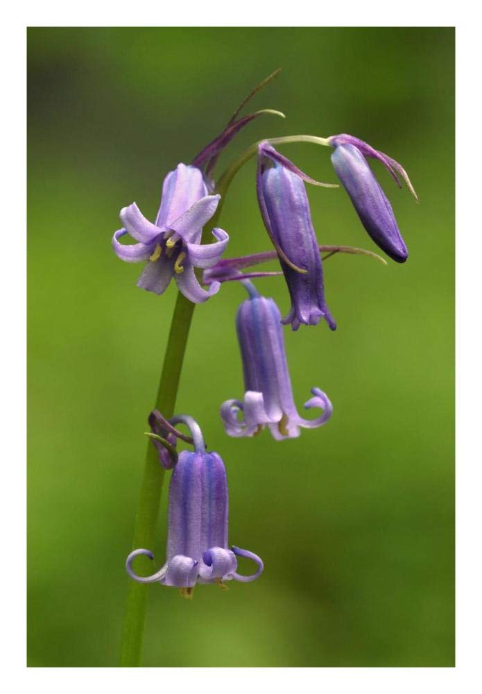 Close-up of Bluebell flower-Paper Art-18x26”