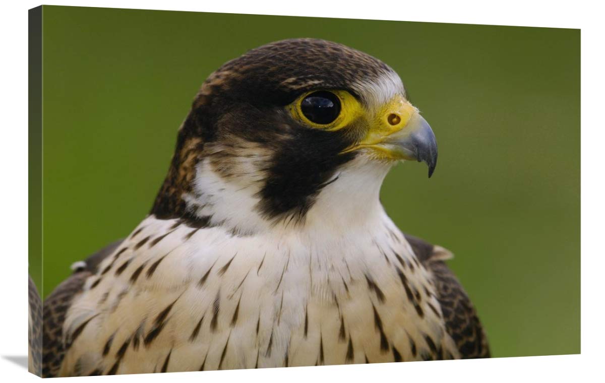 Peregrine Falcon portrait, Ecuador-Canvas Art-36x24”