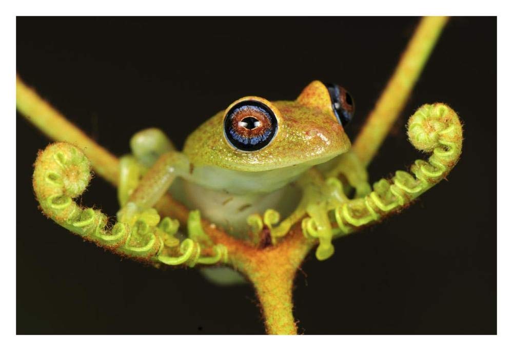 Green Bright-eyed Frog on a fern, Andasibe-Mantadia National Park, Madagascar-Paper Art-32x22”