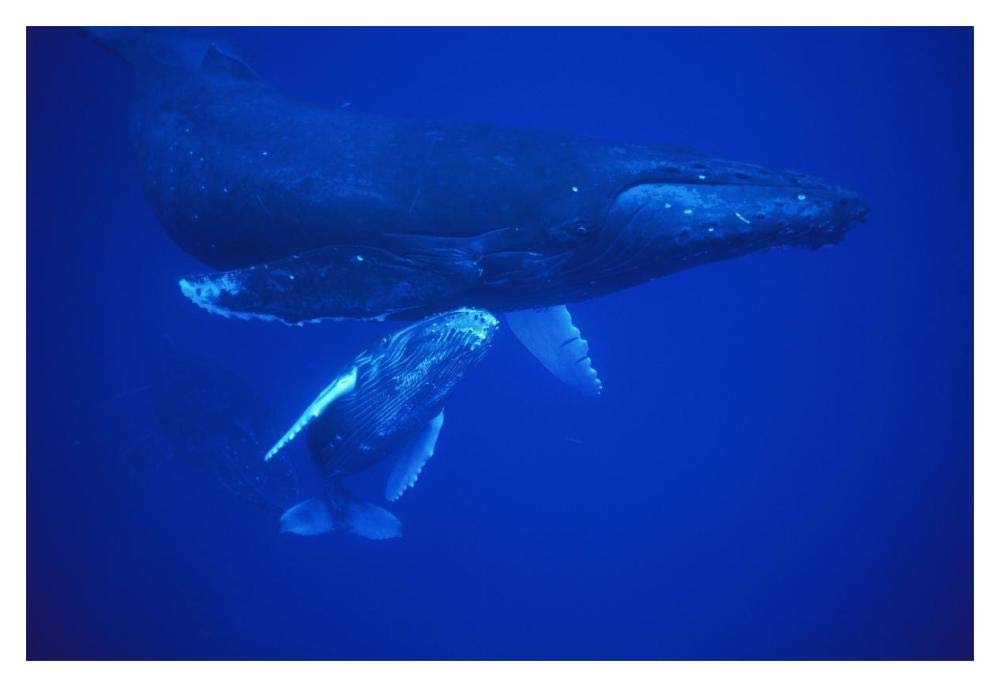Humpback Whale cow and calf resting, Maui, Hawaii-Paper Art-20x14”