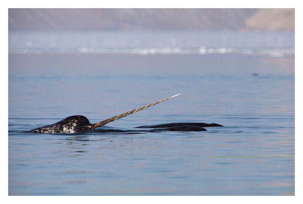 Narwhal male surfacing, Baffin Island, Nunavut, Canada-Paper Art-38x26”