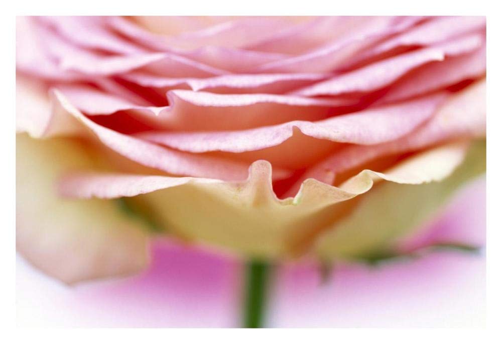 Close up of rose showing petal detail-Paper Art-32x22”