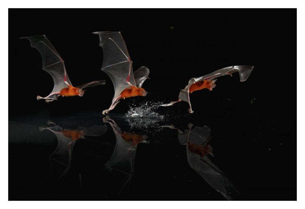 Greater Bulldog Bat fishing, Smithsonian Tropical Research Station, Barro Colorado Island, Panama-Paper Art-38x26”