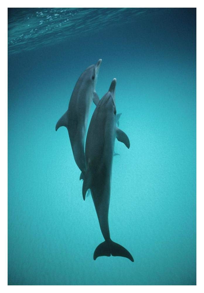 Atlantic Spotted Dolphin underwater pair, Bahamas-Paper Art-14x20”