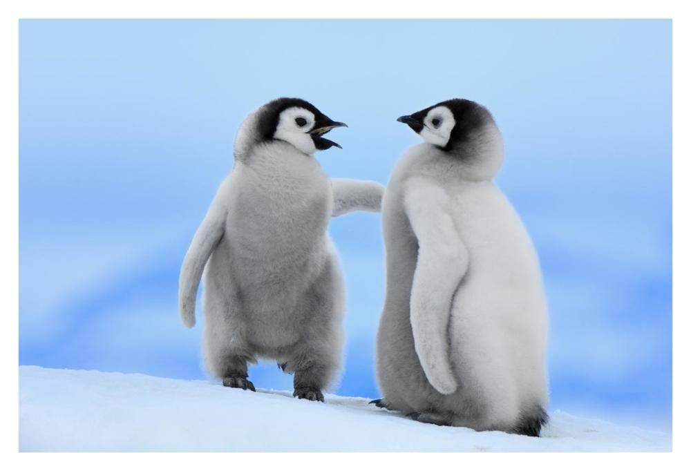 Emperor Penguin pair, Snow Hill Island, Antarctica-Paper Art-38x26”