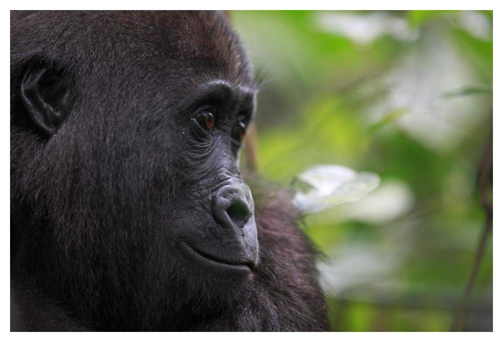 Orphan Gorilla, Gabon-Paper Art-50x34”