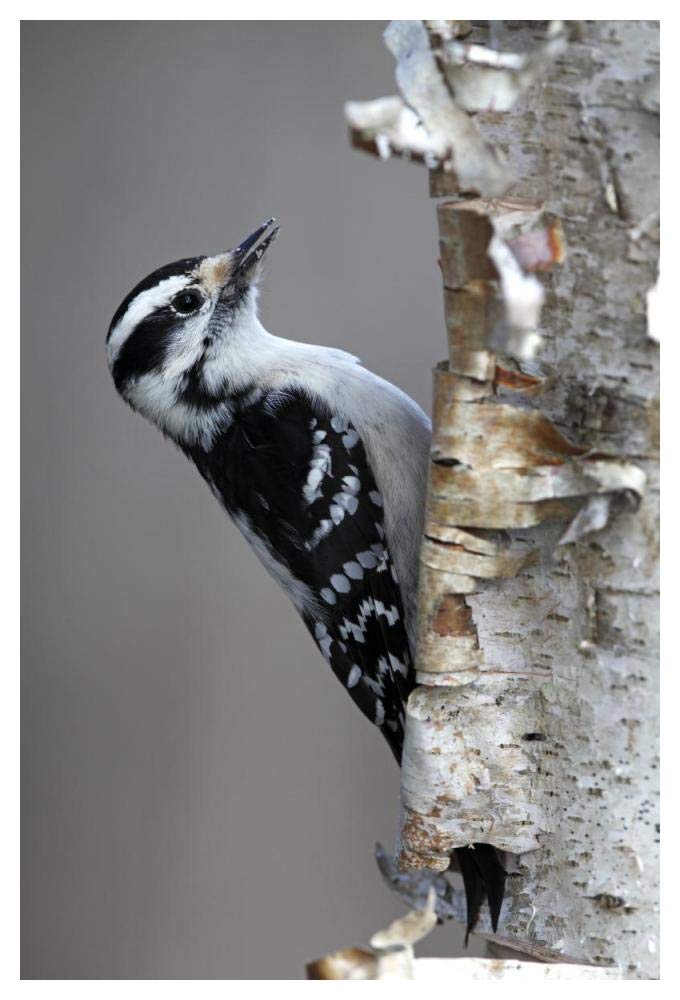 Downy Woodpecker, Canada-Paper Art-34x50”