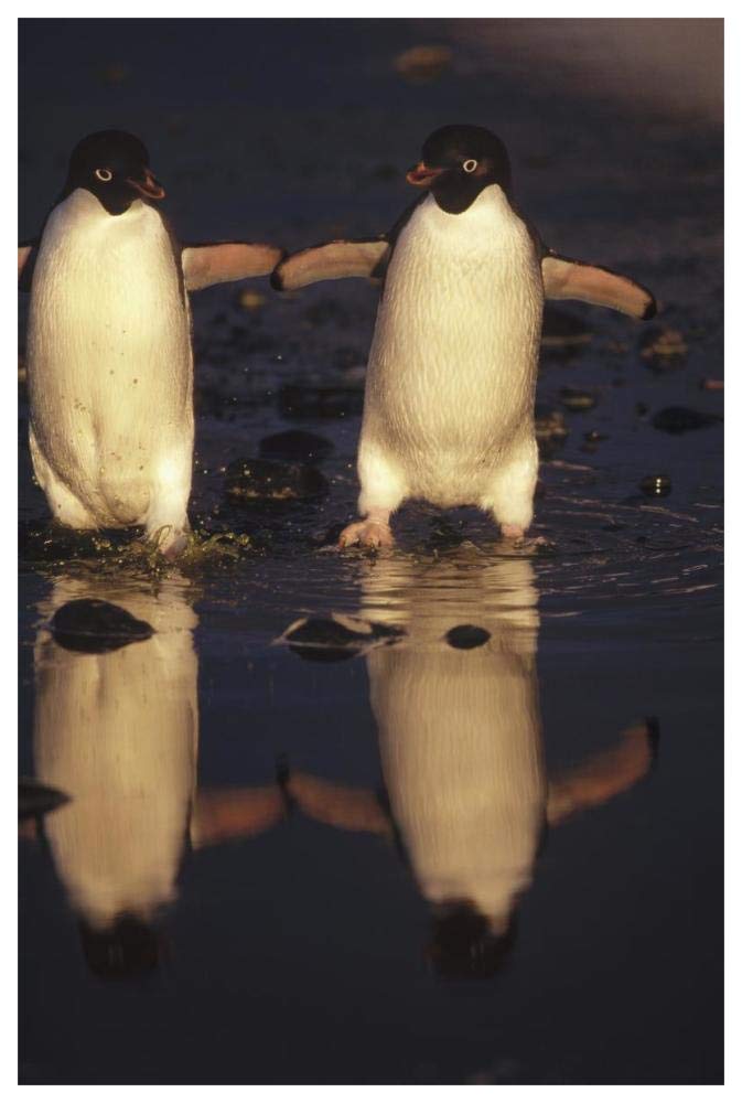Adelie Penguins crossing summer melt pool, Cape Adare, Ross Sea, Antarctica-Paper Art-42x62”