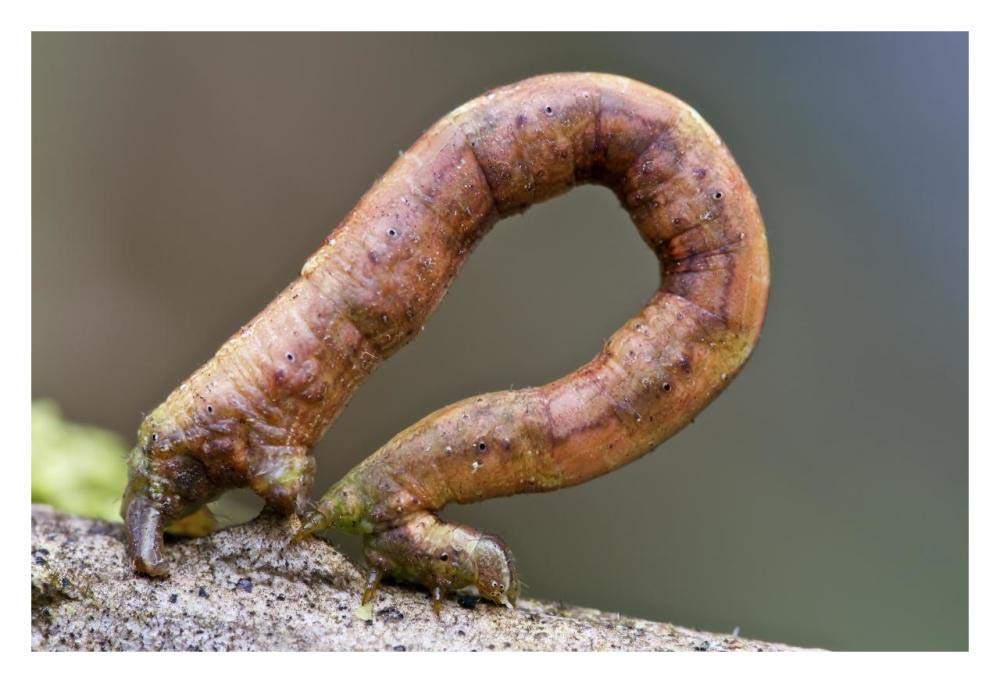 Looper Moth caterpillar crawling, Mindo, western slope of Andes, Ecuador-Paper Art-32x22”