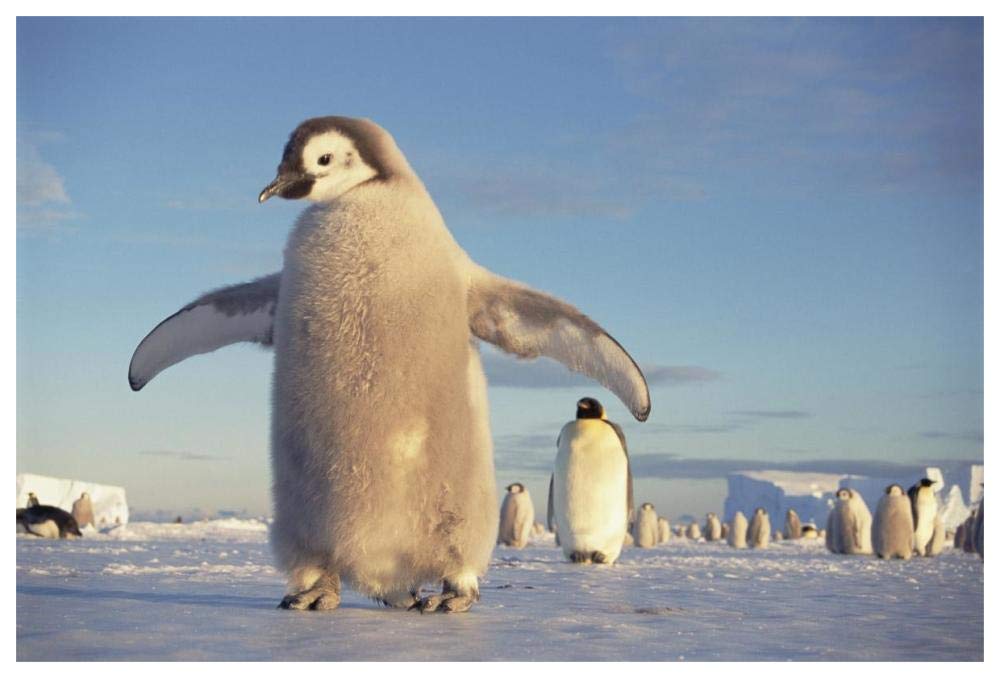 Emperor Penguin chick on fast ice, No-name Rookery, Princess Martha Coast, Weddell Sea, Antarctica-Paper Art-62x42”