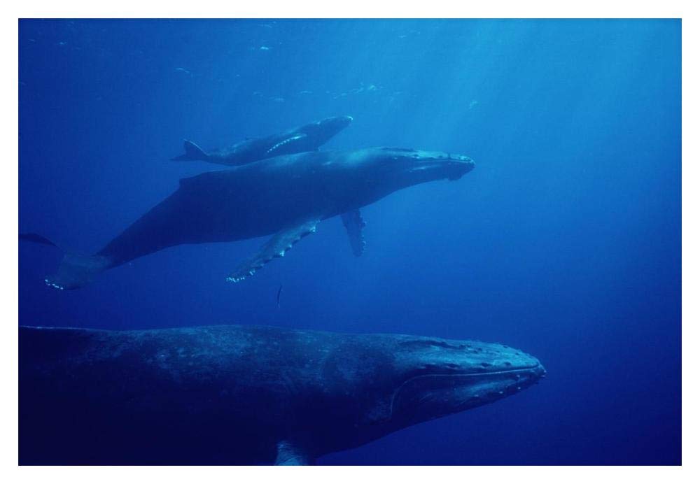 Humpback Whale mother and calf with male escort in foreground, Hawaii-Paper Art-20x14”