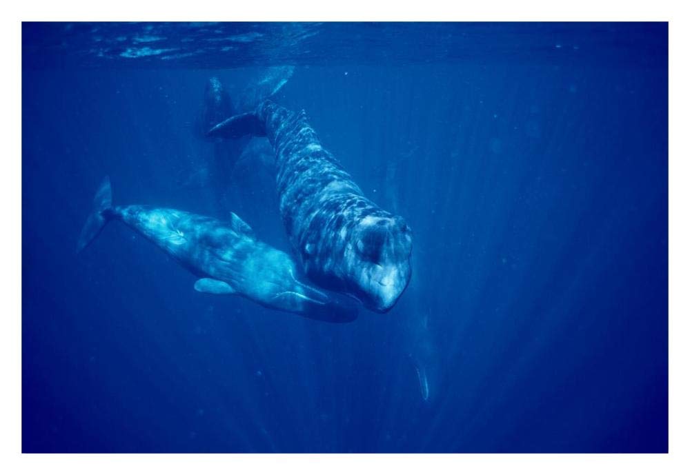 Sperm Whale social group underwater, Dominica-Paper Art-32x22”