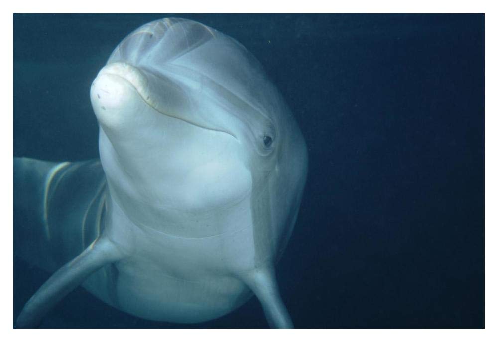 Bottlenose Dolphin underwater portrait, captive animal, Hawaii-Paper Art-38x26”
