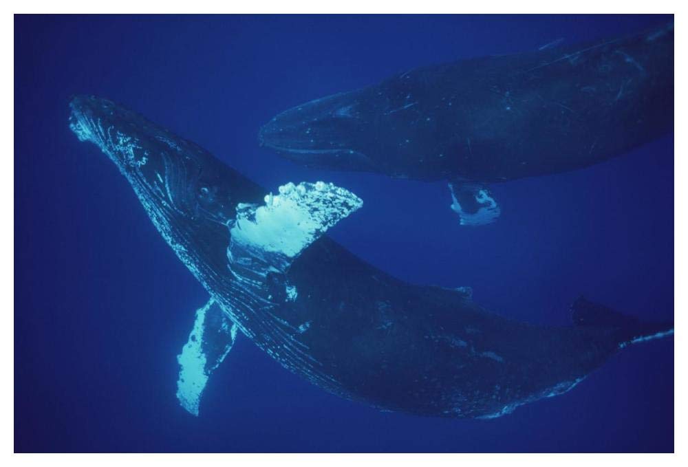 Humpback Whale singer and joiner, Maui, Hawaii-Paper Art-50x34”