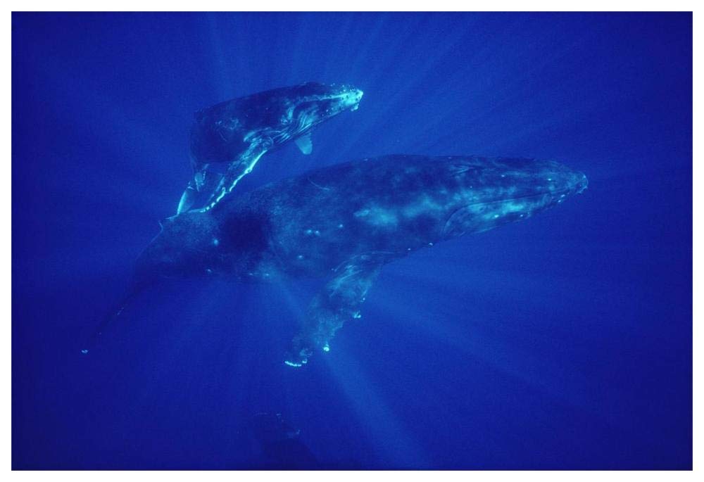 Humpback Whale mother and calf, Hawaii-Paper Art-62x42”