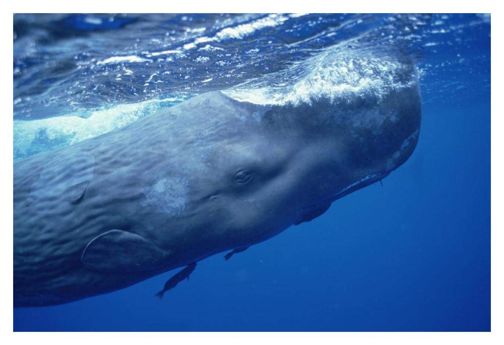 Sperm Whale adult with attached Remoras skimming ocean surface, Dominica-Paper Art-20x14”