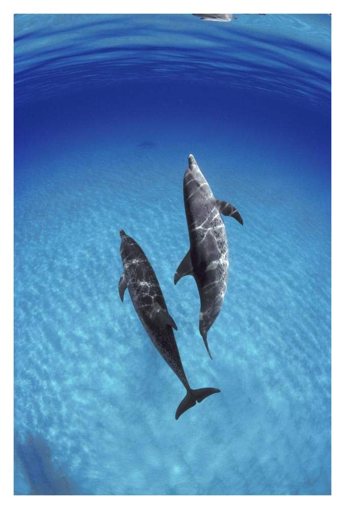 Atlantic Spotted Dolphin, pair underwater, Bahamas-Paper Art-26x38”