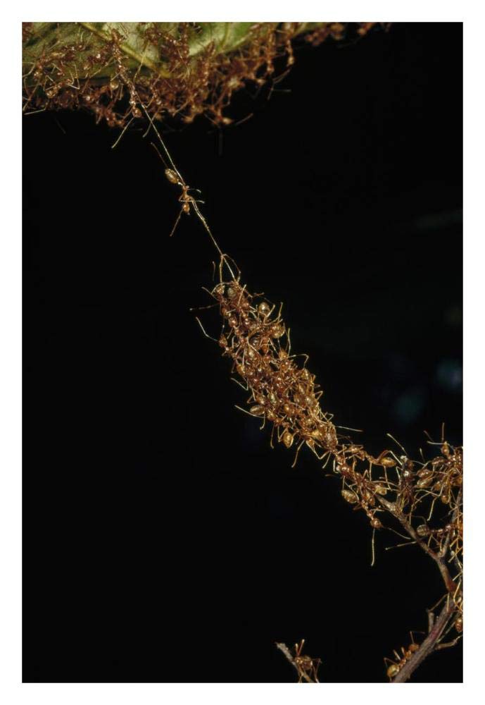 Weaver Ants forming a bridge, Papua New Guinea-Paper Art-22x32”