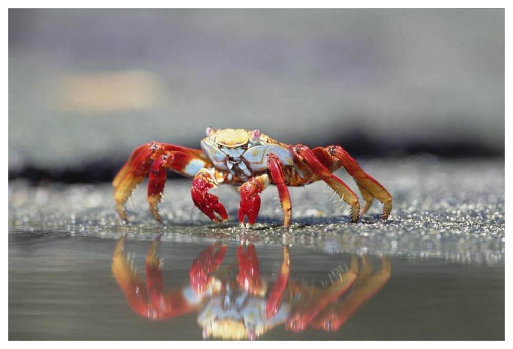 Sally Lightfoot Crab feeding, Punta Espinosa, Galapagos Islands, Ecuador-Paper Art-62x42”