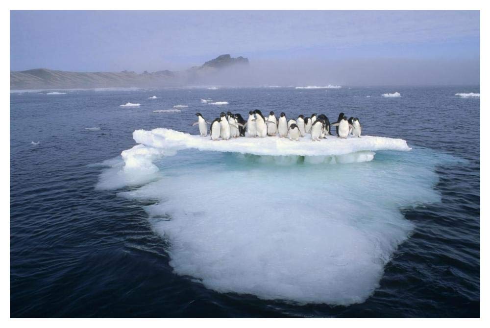 Adelie Penguin group crowding on melting summer ice floe, Possession Island, Ross Sea, Antarctica-Paper Art-50x34”
