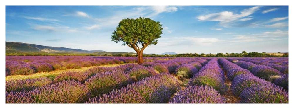 Lavender field and almond tree, Provence, France-Paper Art-56x20”