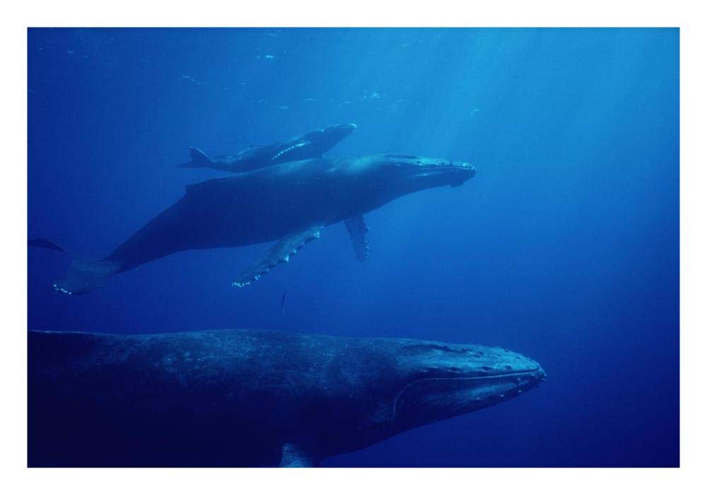 Humpback Whale mother and calf with male escort in foreground, Hawaii-Paper Art-26x18”