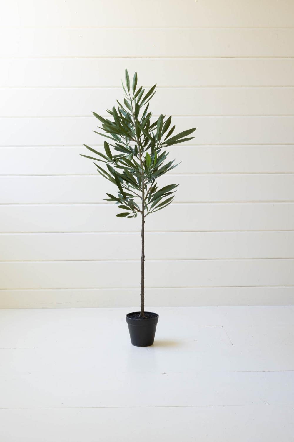 Kalalou Cyf1423 Eucalyptus Tree In A Black Pot