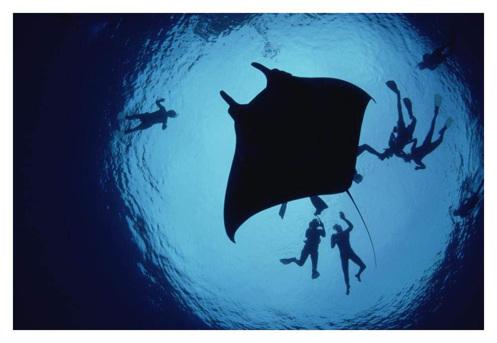 Manta Ray, Flower Garden Banks NMS, Louisiana, Gulf of Mexico-Paper Art-20x14”