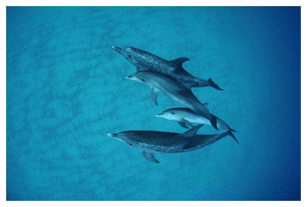 Atlantic Spotted Dolphin underwater group of adults and juveniles, Bahamas-Paper Art-50x34”