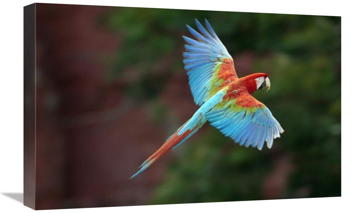 Red and Green Macaw flying, Mato Grosso do Sul, Brazil-Canvas Art-24x16”
