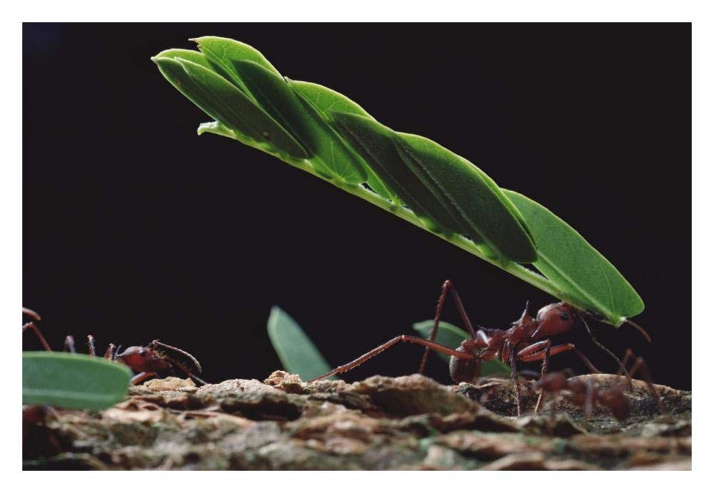 Leafcutter Ant group group carrying leaves, Barro Colorado Island, Panama-Paper Art-32x22”