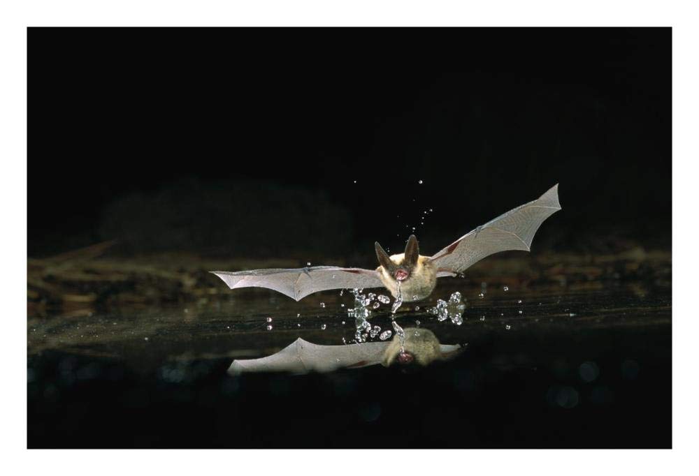 Western Long-eared Myotis bat, drinking from pond, Deschutes National Forest, Oregon-Paper Art-26x18”