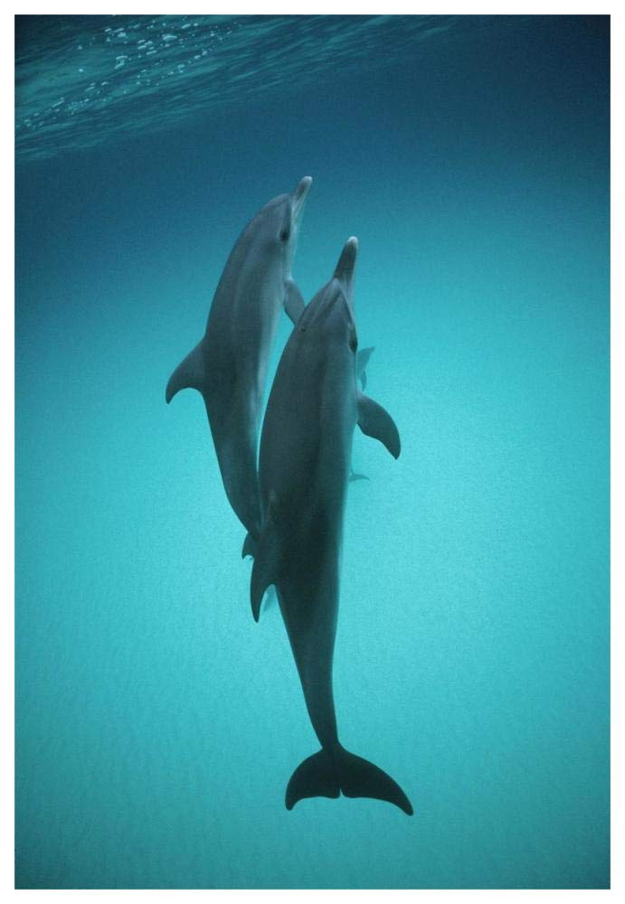 Atlantic Spotted Dolphin underwater pair, Bahamas-Paper Art-42x62”