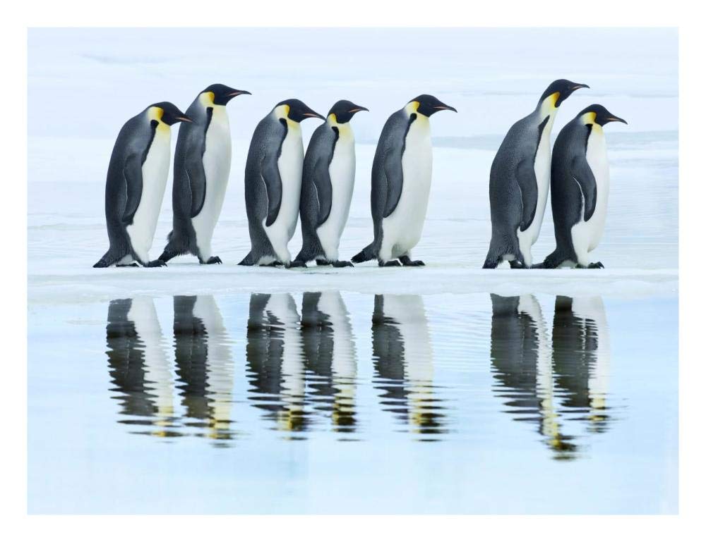 Emperor penguin group, Antarctica-Paper Art-26x20”