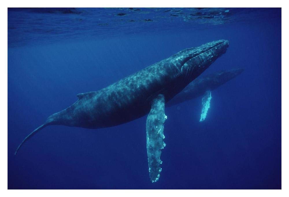 Humpback Whale pair underwater, Hawaii-Paper Art-20x14”