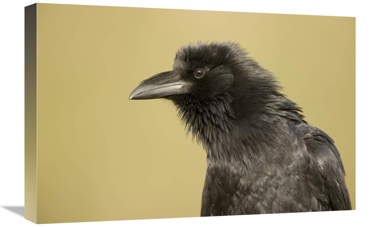 Common Raven portrait, Green Valley, Arizona-Canvas Art-24x16”